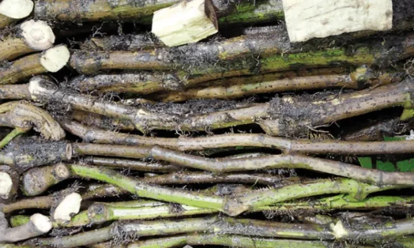 মিক্স চুই ঝাল- 500gm