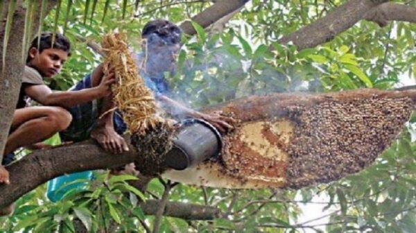 প্রাকৃতিক মধু (চাক সহ) ৫০০ গ্রাম - Image 3