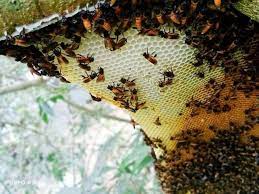 প্রাকৃতিক মধু (চাক সহ) ৫০০ গ্রাম