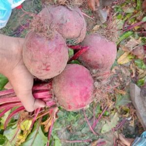 কাঁচা বিটরুট ৫ কেজি (ফ্রি হোম ডেলিভারি)